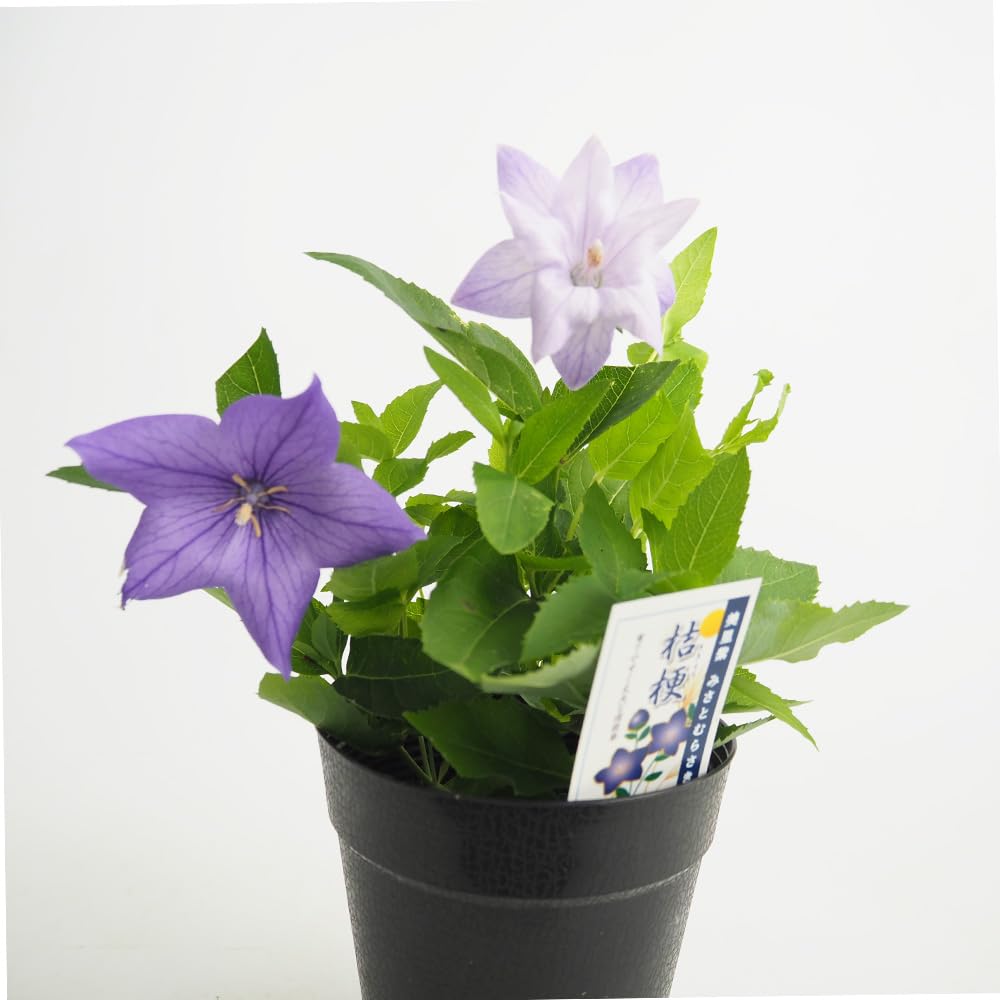 Amazon.co.jp: ITANSE 桔梗 美里紫 (ミサトムラサキ) 4号 1個